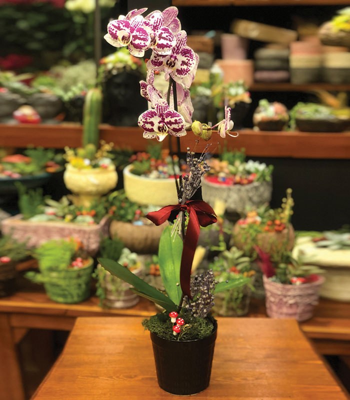 Benekli Phalaenopsis Orkide