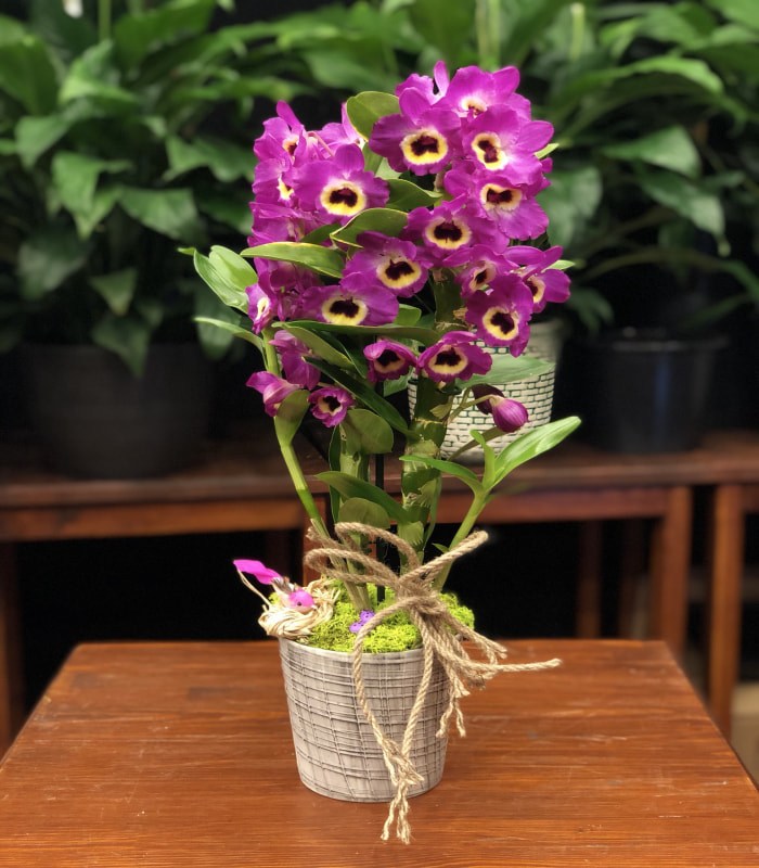 Dendrobium Mor Orkide