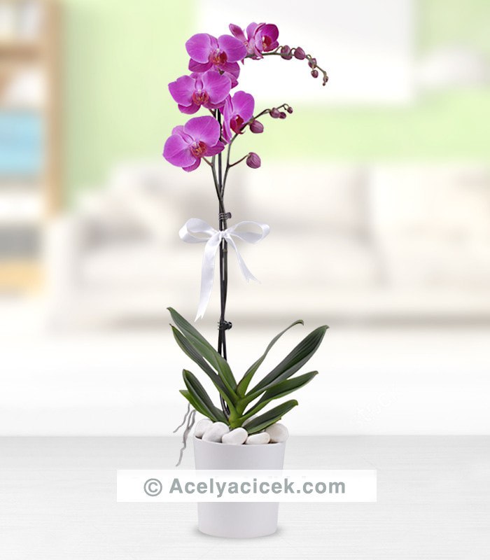 Asil Mor Orkide